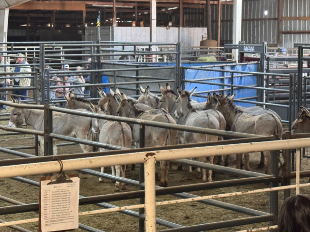 Wild burros are shown prior to day one auction within the intricate temporary corral set-up. Photo by: Mitchelle Leverette, BLM&nbsp;&nbsp;