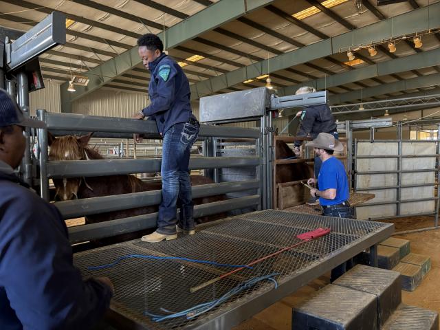 From left to right: Demetris Sanders, WHB Program Supervisor; Marissa Thompson, WHB Compliance Specialist; and Matt Anderson, WHB Coordinator, safely move a horse through the chute system and onto a trailer.