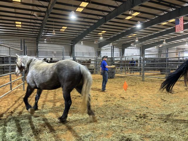 Megan Velasquez, WHB Compliance Specialist moves horses in one of the corrals.