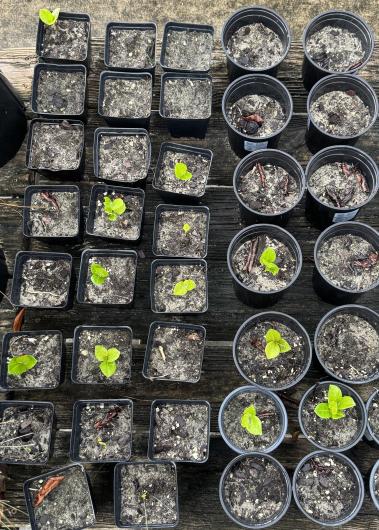 Small green plants emerge from nursery pots
