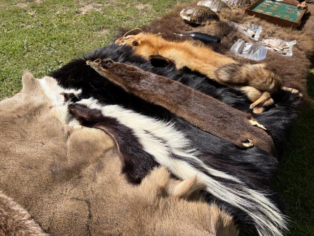 A close-up view of the BLM table shows several animal pelts. Additional items such as turtle shells, stone tools, woven baskets, and a framed collection of artifacts are arranged toward the top of the display. 