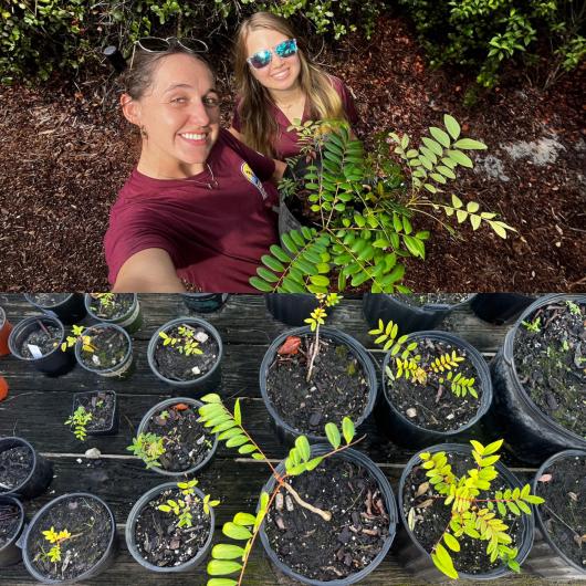 Two people in maroon shirts hold a potted plant; below are multiple small potted seedlings on a wooden surface.