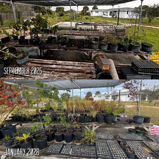 Comparison of a garden nursery under a shade structure showing sparse plants in September 2025 and fuller growth with more pots in January 2026.