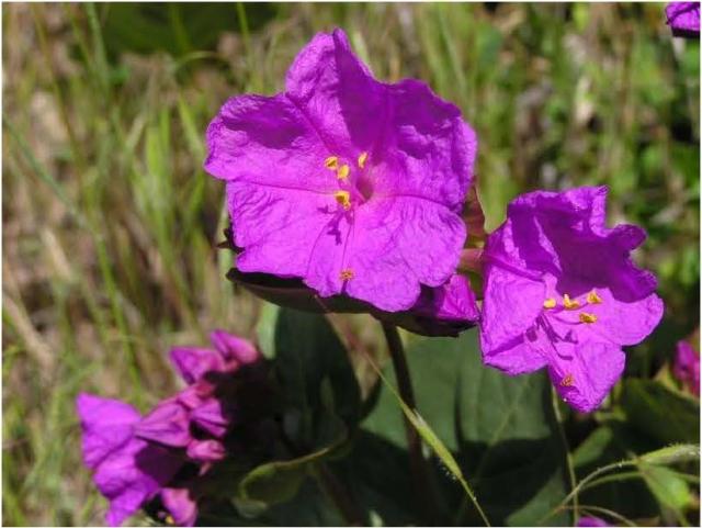 Image of fuscia wildflower