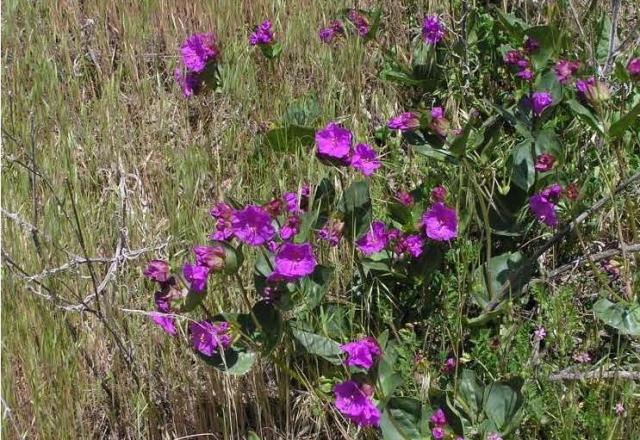 Image of magenta blooming wildflowers