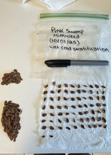 Clear plastic bag labeled "Pink Swamp Milkweed (1010125) wet cold stratification," with seeds spread on paper towel and two small seed piles beside it.