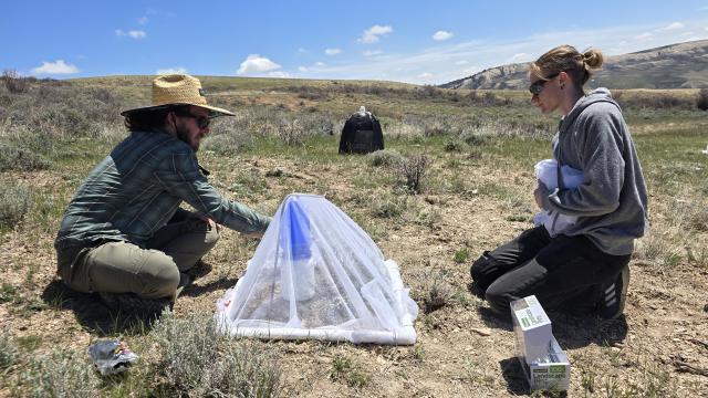 Researchers sit on the ground adjusting a trap site net for a bee on a wide open landscape