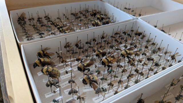 Hundreds of pinned bee specimens sit in a drawer at the University of Wyoming.