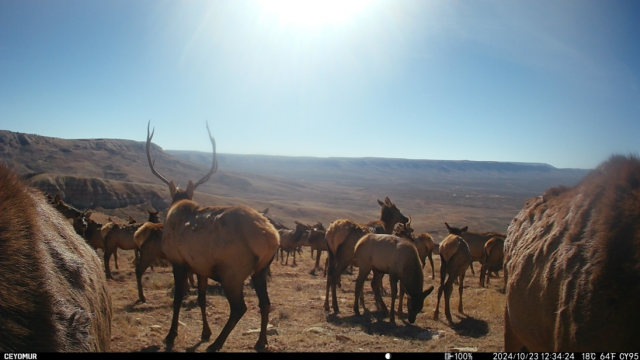 Game camera showing many elk on the land