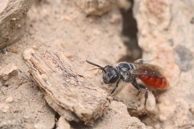 A close up of a ground bee on dry brown ground.