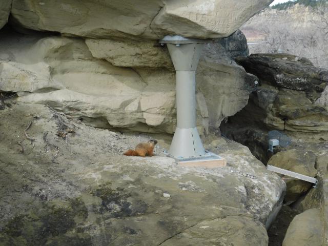 A small animal looks at a bracing column supporting unstable rock