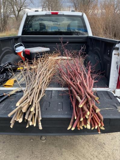 Fresh live stem bundles in the back of a pickup truck bed.