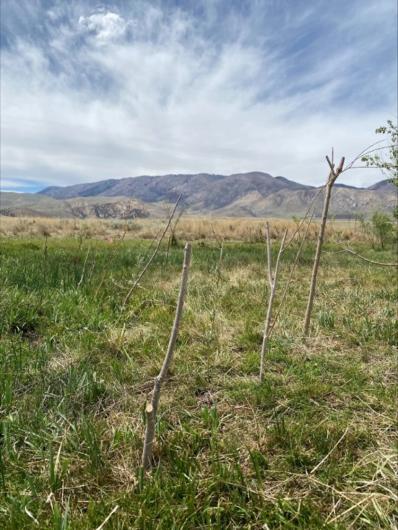 A photo of stem bundles planted in the streambank to stabilize soils. 