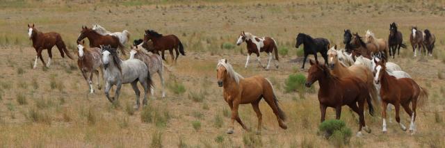 Saylor Creek wild horses