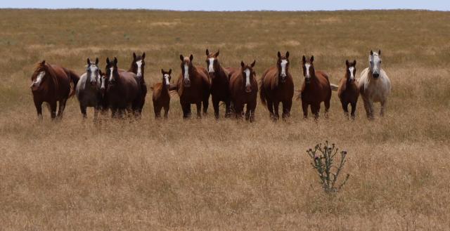 Wild horses within the Saylor Creek Wild Horse Herd Management Area