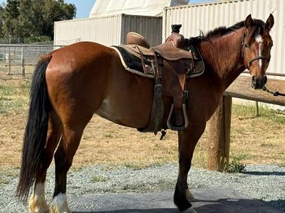 A brown horse with a saddle. 