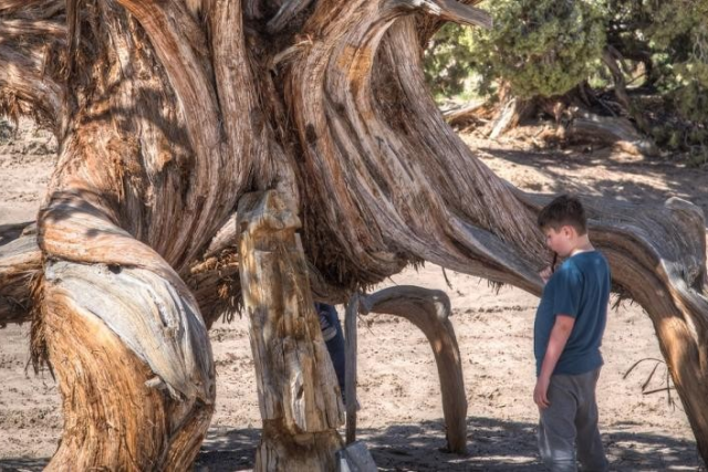 Kid standing by large, buttressed tree roots