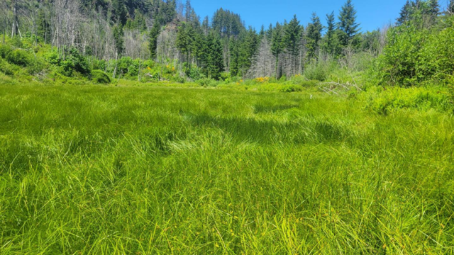 Wide grassy wetland clearing surrounded by dense green shrubs and tall evergreen trees under a bright blue sky.