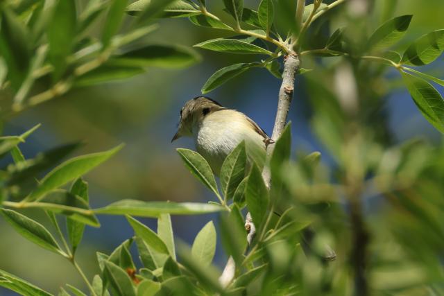 Small songbird perched among green leaves in bright summer light.