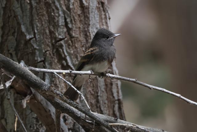 Dark gray phoebe perched on a branch against a textured tree trunk in soft light.