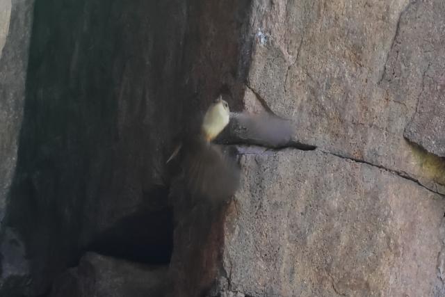 Small brown bird hovering at a rock crevice, wings blurred as it approaches the wall.