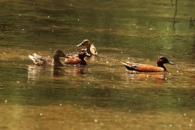 Group of cinnamon teal ducks swimming through sunlit, amber‑green creek water.