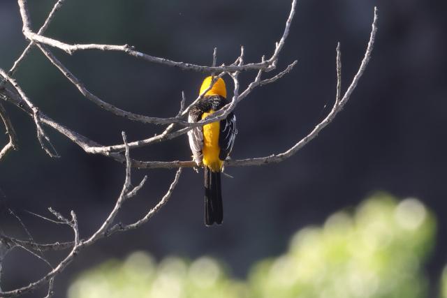 Golden‑yellow oriole perched on a bare branch, showing its bright back and dark wings.