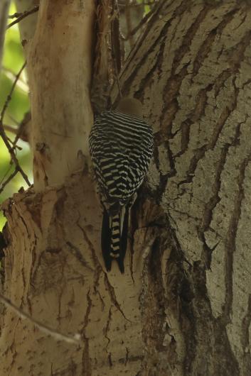 Woodpecker clings to a tree trunk, showing its bold black‑and‑white barred back.