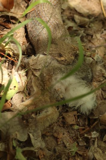 Rattlesnake consuming a young cottontail, coiled among dry leaves on the canyon floor.