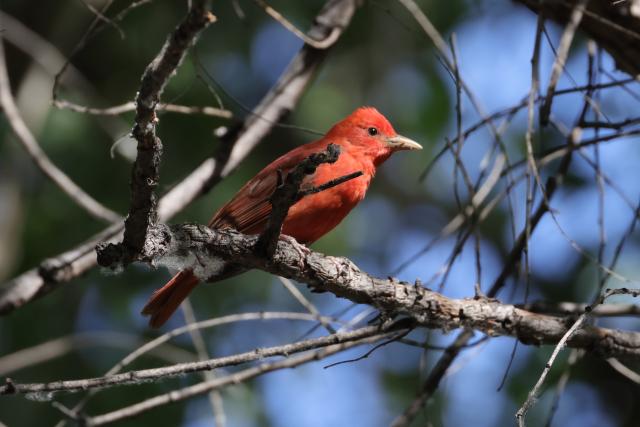 Bright red bird perched on a shaded branch with soft green light in the background.