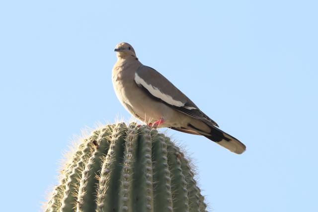 Dove perched atop a saguaro against a clear sky, showing its pale body and bold white wing stripe.