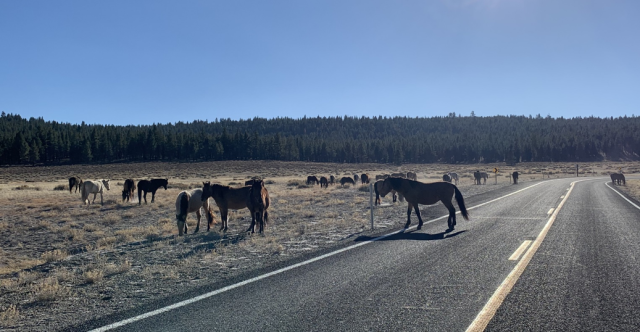 Horses on a highway in the high desert.