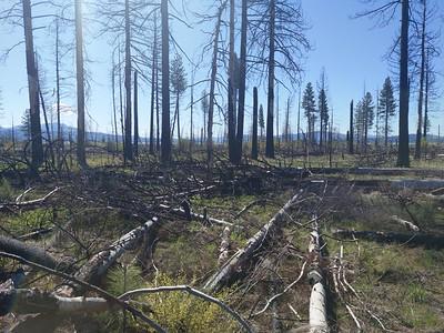 Burned trees in a green grass.
