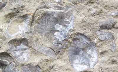 Brachiopods in limestone