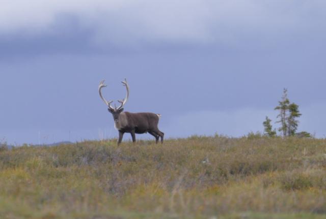 A caribou with large antlers stands in the middle of green and yellow vegetation.