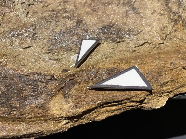 closeup of embedded t. rex tooth