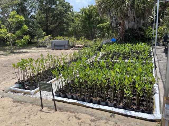 Rows of young mangrove saplings in black pots arranged neatly on white plastic sheeting outdoors under a sunny sky.