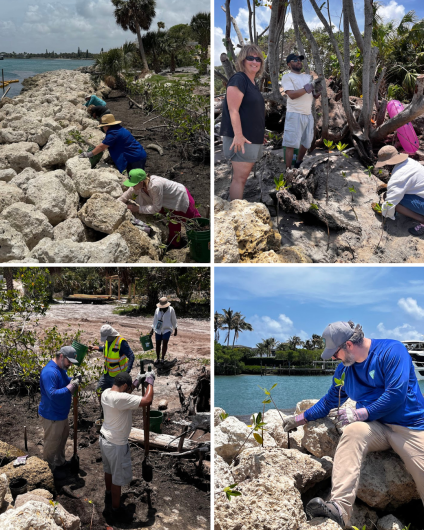 Volunteers planting mangrove saplings along a rocky shoreline under a clear sky near calm water.