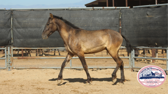 Wild horse standing in corral