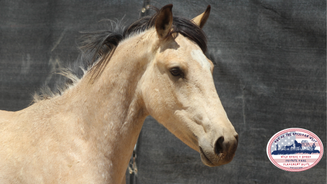 Head and should view of buckskin filly
