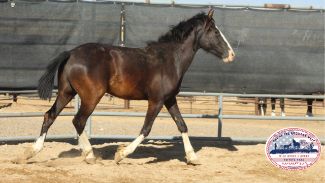 brown gelding with white socks