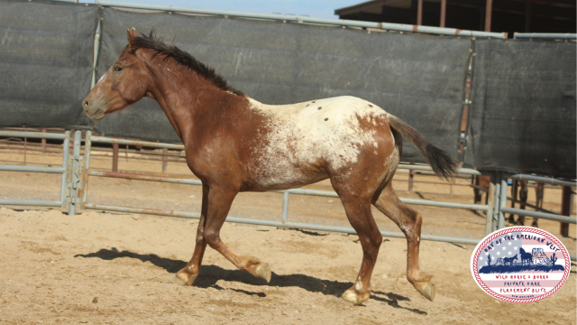 appaloosa gelding standing in corral