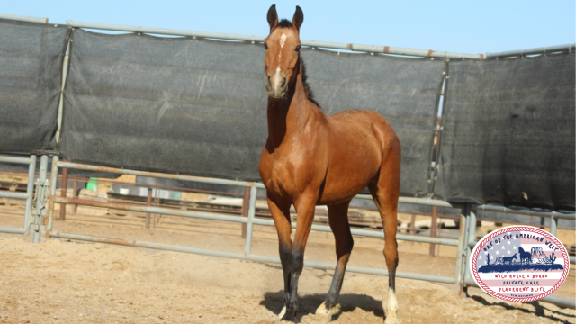 buckskin gelding standing in corral