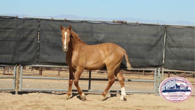 red dun gelding standing in corral