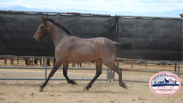 red roan filly trotting in corral