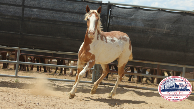 pinto filly trotting in a corral