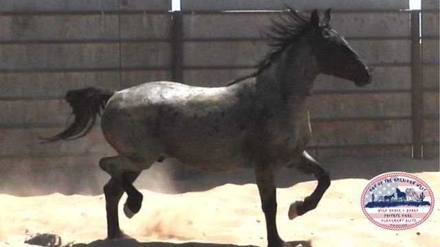 roan blue gelding mid trot in corral
