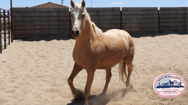 palomino gelding trotting in coral