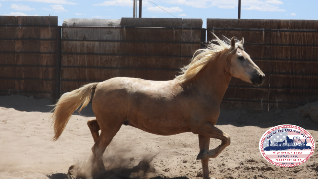 Palomino Gelding trotting in corral kicking up dust