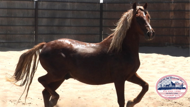 Sorrel Gelding trotting in corral